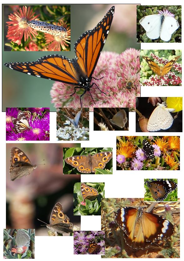 Australian Succulents Do butterflies like succulents